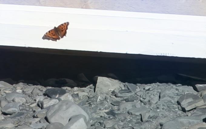 На севере Новой Земли обнаружили бабочек