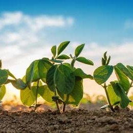 Кыргызстан объявил о 10-летнем плане перехода на 100% органическое сельское хозяйство