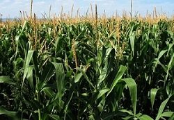 Кукуруза ежегодно убивает 4,3 тыс. американских фермеров