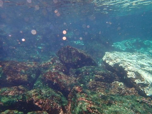 Впервые «серьезное» обесцвечивание кораллов было зарегистрировано в Пакистане возле острова Чурна