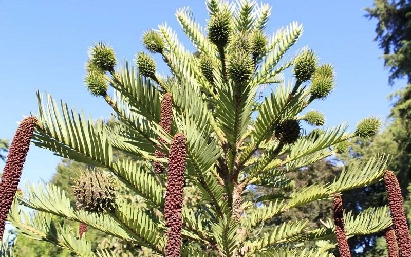 Сосны возрастом 15 млн лет — как власти Австралии пытались спрятать сенсационные растения